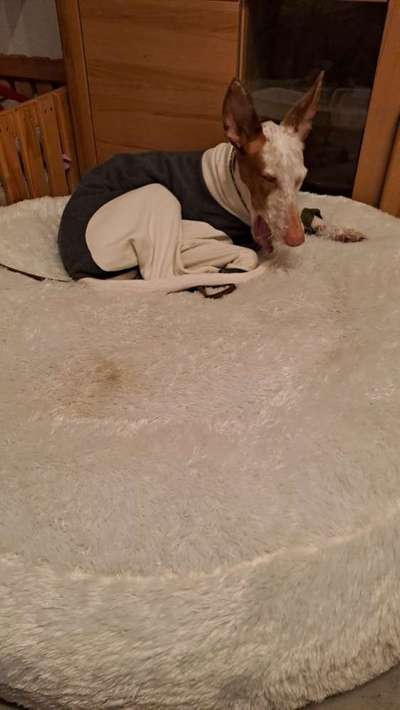 TierschutzhundeStammtisch🐕-Beitrag-Bild