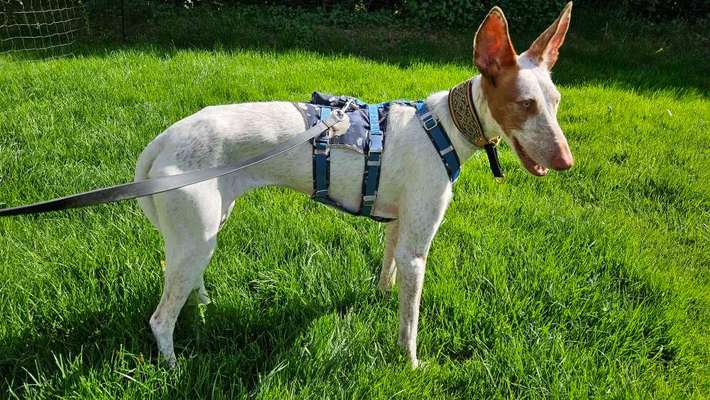 Windhunde - Treffen der besonderen Schönheiten
HERZLICH WILLKOMMEN-Beitrag-Bild