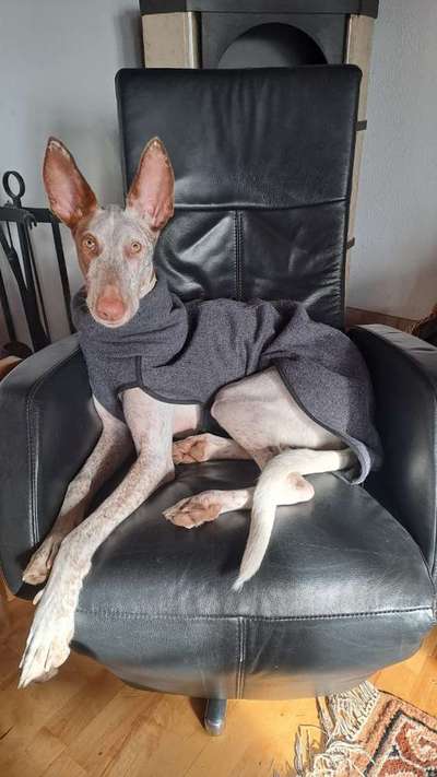 TierschutzhundeStammtisch🐕-Beitrag-Bild