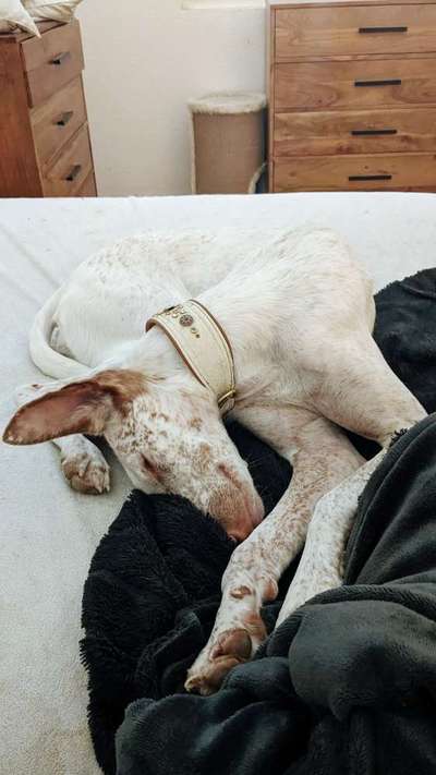 Windhunde - Treffen der besonderen Schönheiten
HERZLICH WILLKOMMEN-Beitrag-Bild