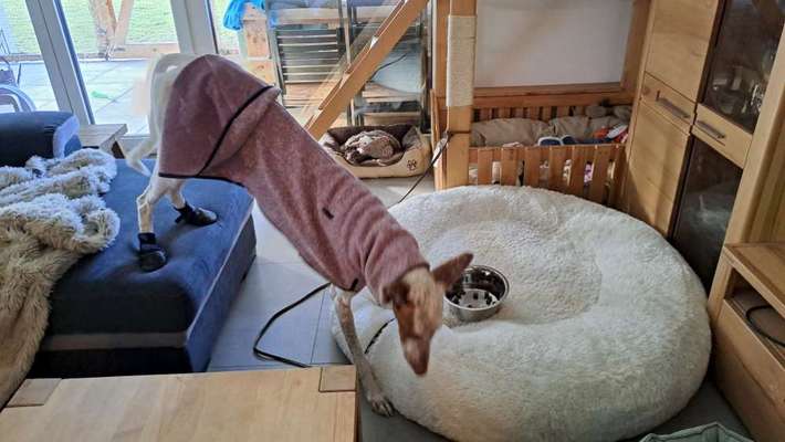 TierschutzhundeStammtisch🐕-Beitrag-Bild