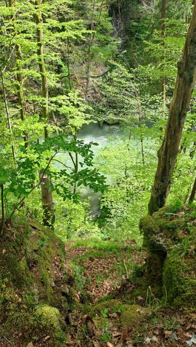 TierschutzhundeStammtisch🐕-Beitrag-Bild