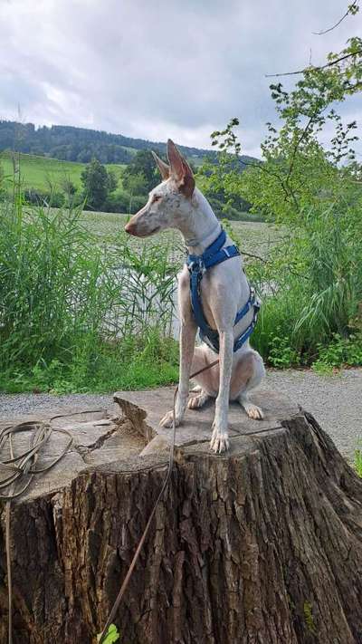 TierschutzhundeStammtisch🐕-Beitrag-Bild