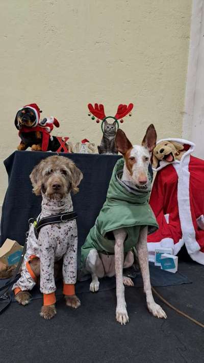 TierschutzhundeStammtisch🐕-Beitrag-Bild