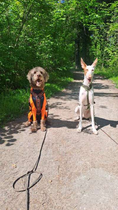 TierschutzhundeStammtisch🐕-Beitrag-Bild