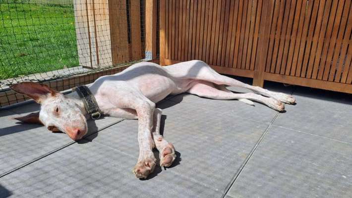 TierschutzhundeStammtisch🐕-Beitrag-Bild