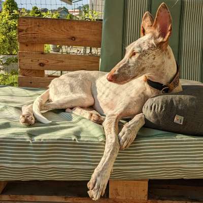 Podencomischling oder Podenco-Beitrag-Bild