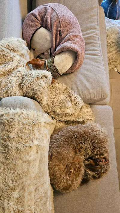 TierschutzhundeStammtisch🐕-Beitrag-Bild