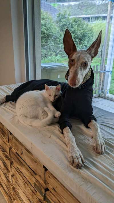 Podenco/Mischlinge hier? :-)-Beitrag-Bild