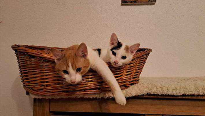 TierschutzhundeStammtisch🐕-Beitrag-Bild