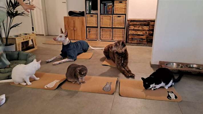 TierschutzhundeStammtisch🐕-Beitrag-Bild