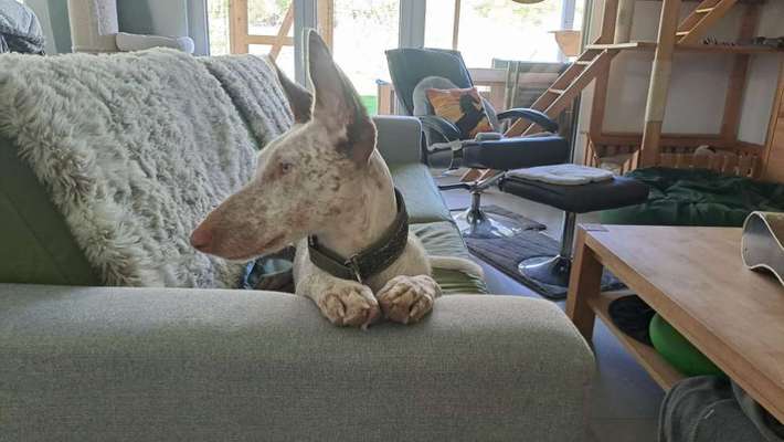 TierschutzhundeStammtisch🐕-Beitrag-Bild