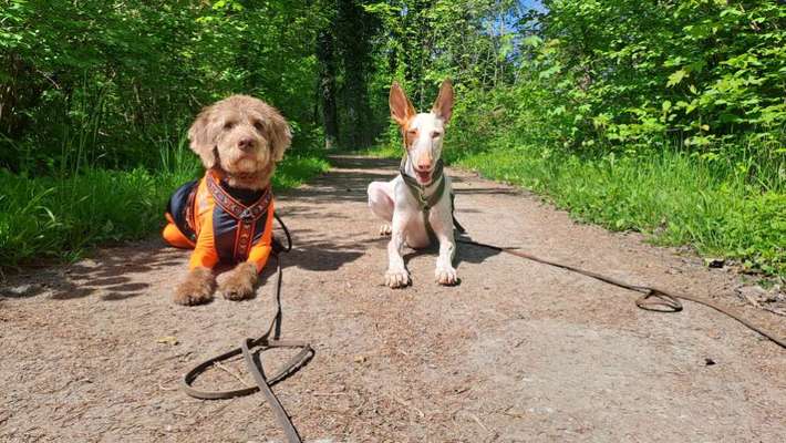 TierschutzhundeStammtisch🐕-Beitrag-Bild