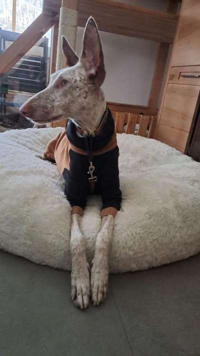 Ist das ein...?-Beitrag-Bild