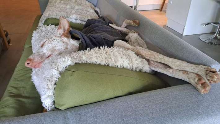 TierschutzhundeStammtisch🐕-Beitrag-Bild