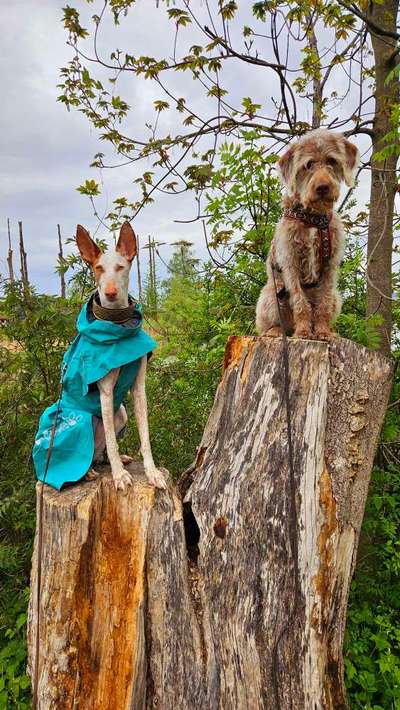 TierschutzhundeStammtisch🐕-Beitrag-Bild