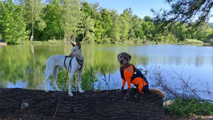 TierschutzhundeStammtisch🐕-Beitrag-Bild