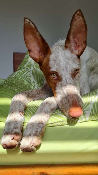 TierschutzhundeStammtisch🐕-Beitrag-Bild