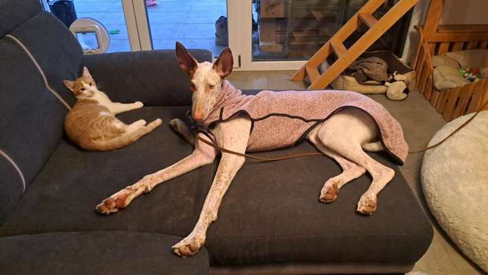 TierschutzhundeStammtisch🐕-Beitrag-Bild