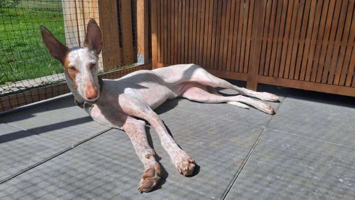 TierschutzhundeStammtisch🐕-Beitrag-Bild