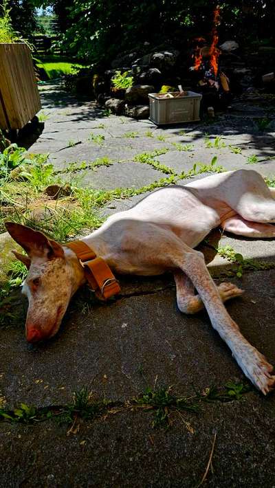 TierschutzhundeStammtisch🐕-Beitrag-Bild