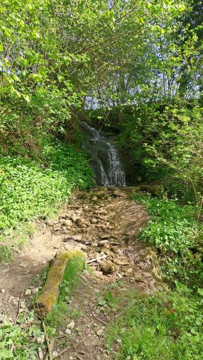 TierschutzhundeStammtisch🐕-Beitrag-Bild