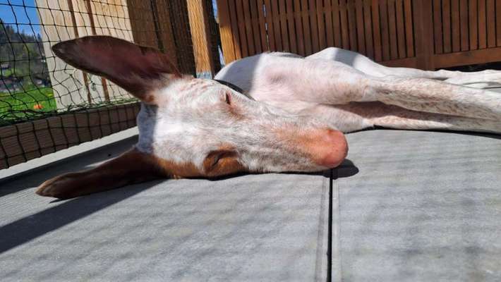 TierschutzhundeStammtisch🐕-Beitrag-Bild