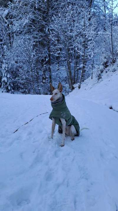 TierschutzhundeStammtisch🐕-Beitrag-Bild
