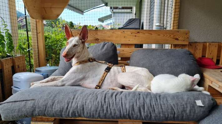 TierschutzhundeStammtisch🐕-Beitrag-Bild