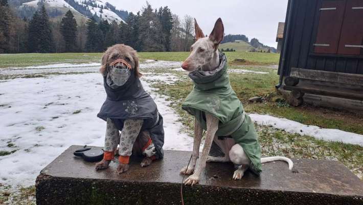 TierschutzhundeStammtisch🐕-Beitrag-Bild