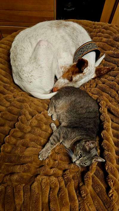 TierschutzhundeStammtisch🐕-Beitrag-Bild