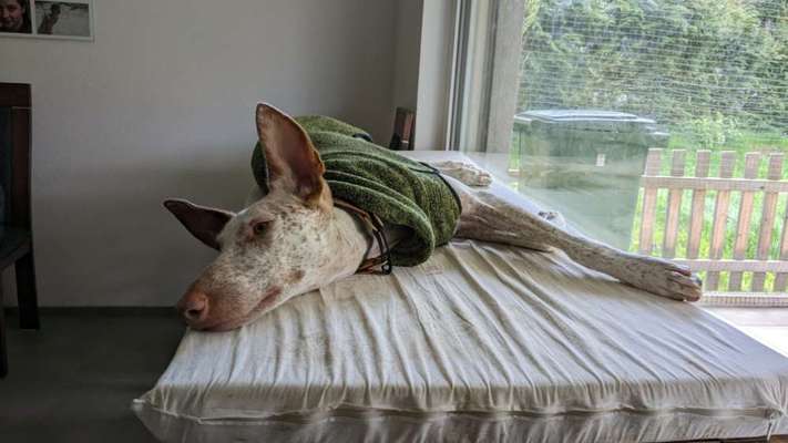 TierschutzhundeStammtisch🐕-Beitrag-Bild