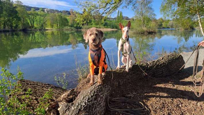 TierschutzhundeStammtisch🐕-Beitrag-Bild