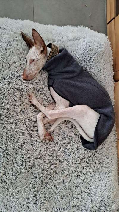 TierschutzhundeStammtisch🐕-Beitrag-Bild