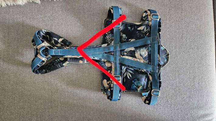 Windhunde - Treffen der besonderen Schönheiten
HERZLICH WILLKOMMEN-Beitrag-Bild