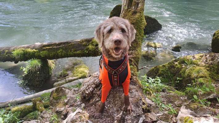 TierschutzhundeStammtisch🐕-Beitrag-Bild