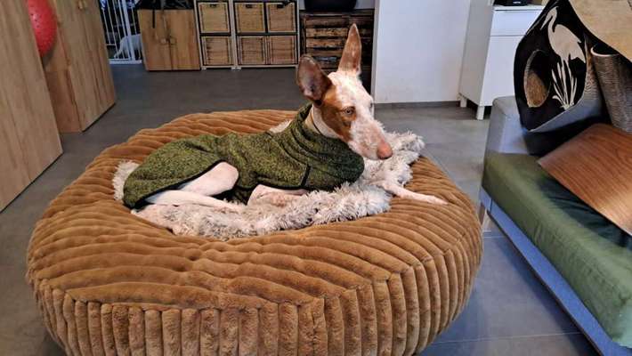 TierschutzhundeStammtisch🐕-Beitrag-Bild