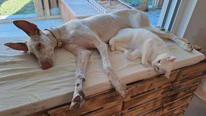 TierschutzhundeStammtisch🐕-Beitrag-Bild