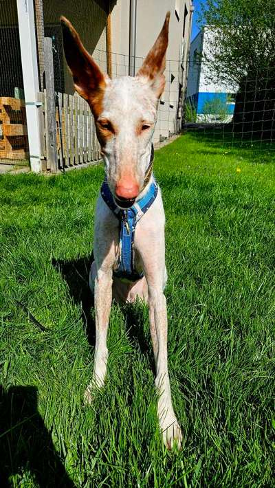 Wie sitzt mein Geschirr?-Beitrag-Bild