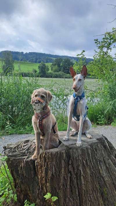 TierschutzhundeStammtisch🐕-Beitrag-Bild