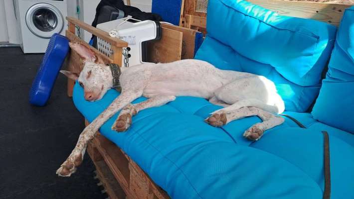 TierschutzhundeStammtisch🐕-Beitrag-Bild