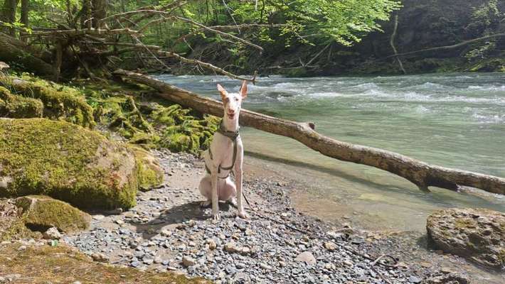 TierschutzhundeStammtisch🐕-Beitrag-Bild