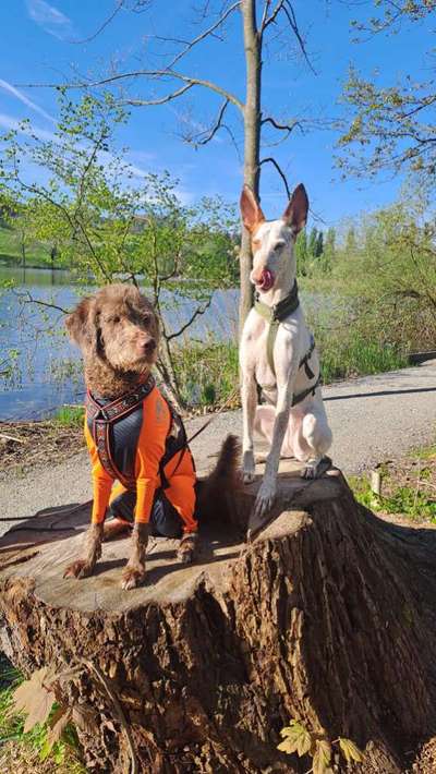TierschutzhundeStammtisch🐕-Beitrag-Bild