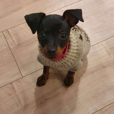 Hundetreffen-Suche Welpentreffen für meinen Zwergpinscher Hündin