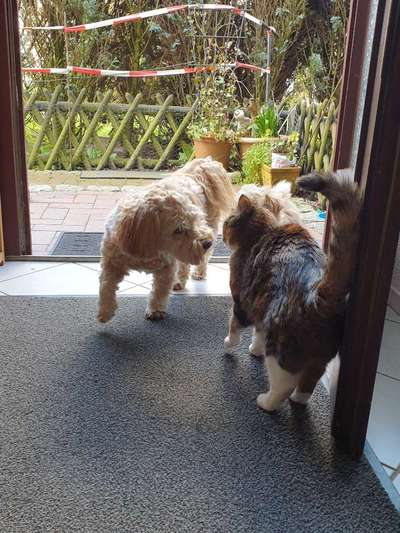 Hund und Katz Momente-Beitrag-Bild