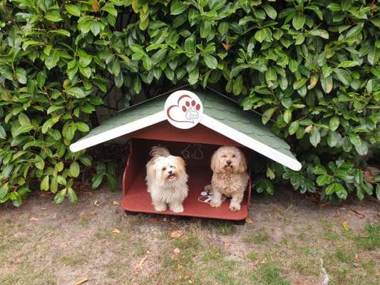 Havaneser dabei?:)-Beitrag-Bild