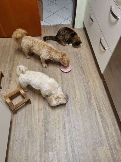 Hund und Katz Momente-Beitrag-Bild