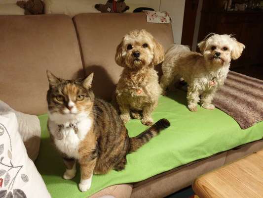 Hund und Katz Momente-Beitrag-Bild