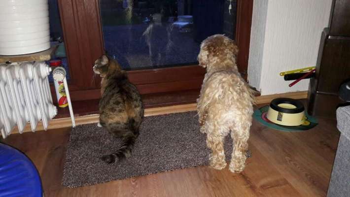 Hund und Katz Momente-Beitrag-Bild