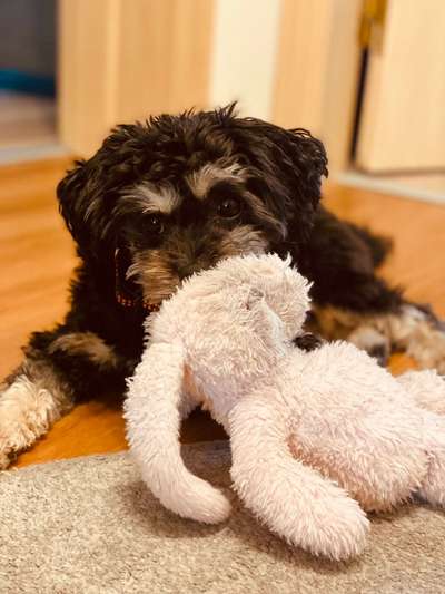 Dogorama Photo Challenge - Lieblingsspielzeug!-Beitrag-Bild